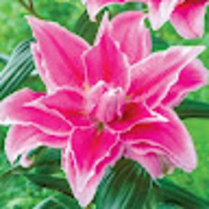 Meet your Posher, Isabella